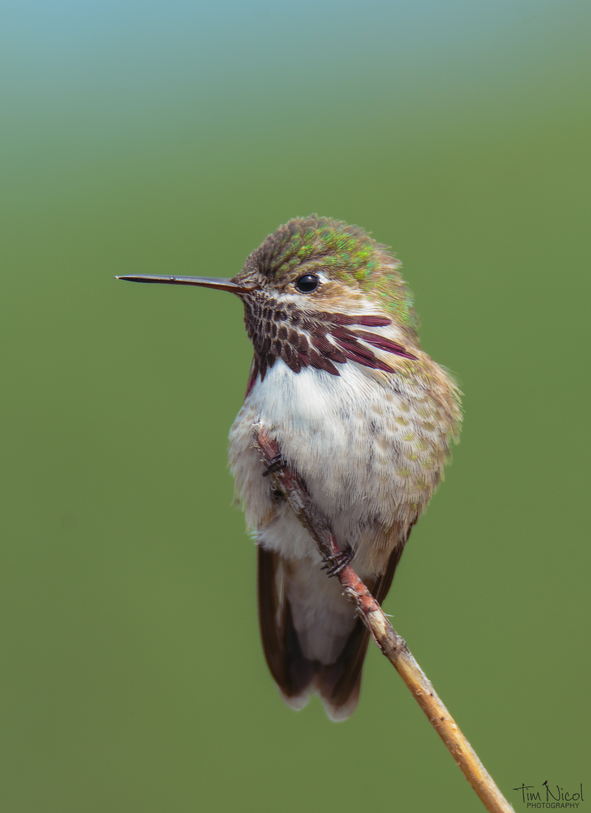 Calliope Hummingbird | Shutterbug